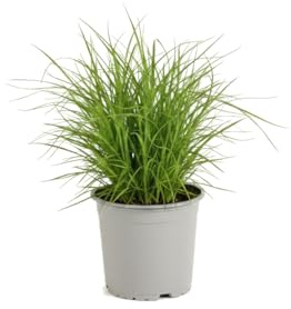 DECOALIVE - Cyperus Alternifolius Zumula Césped de Gatos, Maceta 12 cm, Altura 25 cm, Planta Decorativa Verde para Interiores