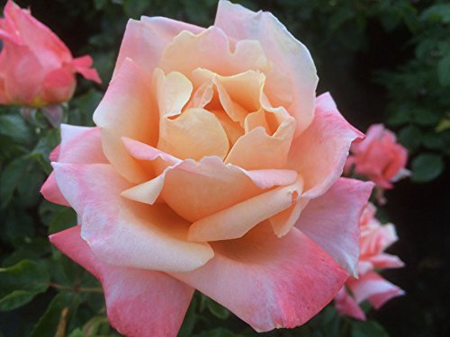 Wonderful Friend - 5.5lt Potted Hybrid Tea Garden Rose Bush - Apricot Pink Blooms, Fragrant, Repeat Flowering - Great Gift