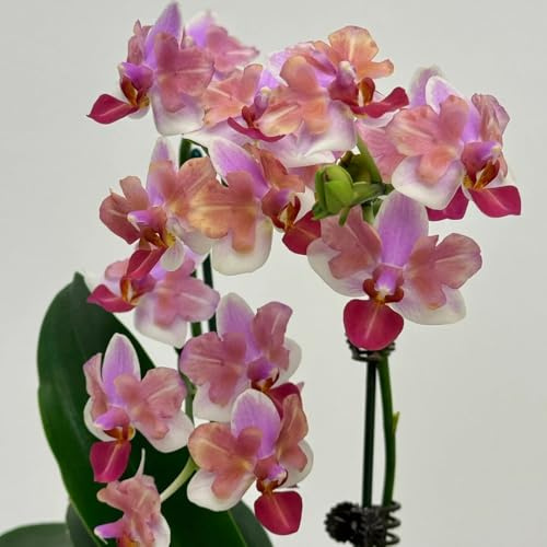 100 piezas semillas de orquideas phalaenopsis - flores resistentes, regalo de semillas semillas de flores prado de abejas, semillas plantas de interior balcón de flores, semillas