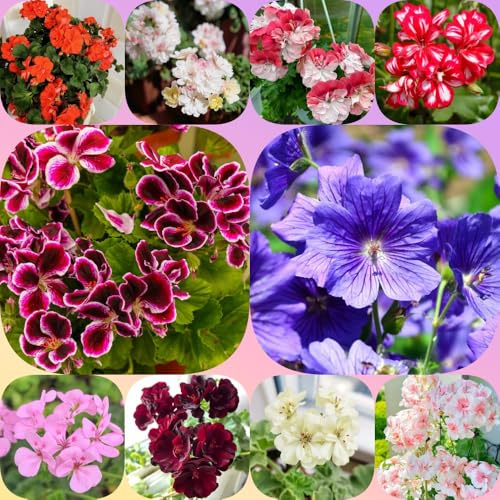 Geranien, zimmerpflanzen bio alte sorten balkonpflanzen geschenke für gärtner für sonnige plätze bodendecker steingartenpflanzen winterhart blumensamen gastgeschenk stauden 1000Samen