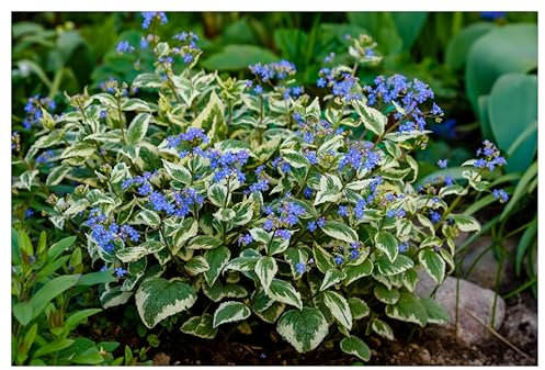 Stauden Gänge 1 x Brunnera macrophylla 'Variegata' (Winterhart/Stauden/Staude/Mehrjährig/Bodendecker) Kaukasus Vergissmeinnicht - Zartes Blau trifft auf kunstvolle Blattzeichnung - Pflegeleicht