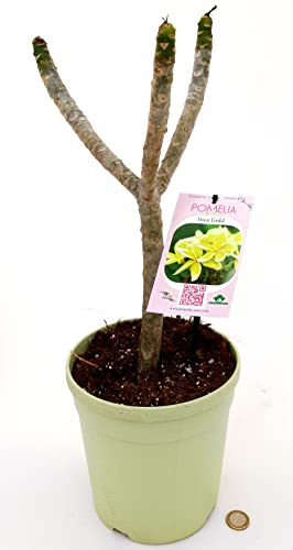 POWERS TO FLOWERS - PLUMERIA FRANGIPANI GIALLA, INCA GOLD, altezza 50cm, vaso 18, pianta vera