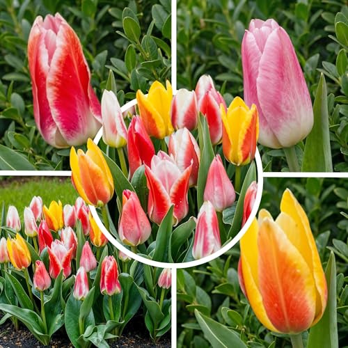 FLORIUM - Tulpenzwiebeln Greigii/Kaufmaniana Kollektion (25 Zwiebeln) | 5 Sorten/Farben | Mischung aus Holland, robuste Winterharte und mehrjährig Dekoration für Garten, Balkon, Töpfe (Keine Samen)