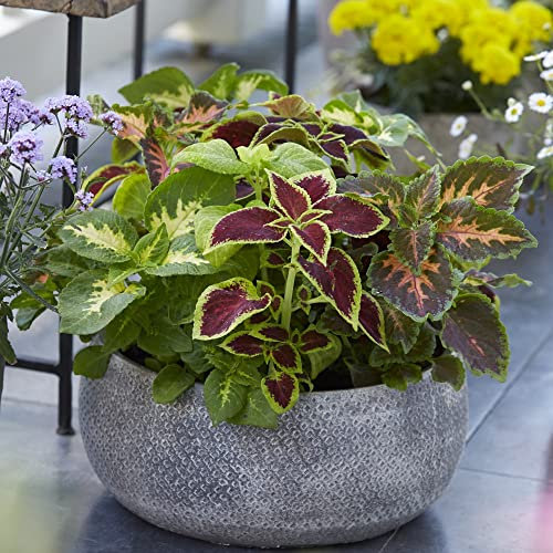 Coleus Seeds 'T&M Prize Strain Improved Mixed' Painted Nettle Flame Nettle Exotic Tender Perennial Indoor Houseplant or Outdoor Easy to Grow 1x Packet (Approx. 100 Seeds) by Thompson and Morgan