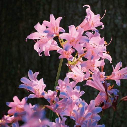 Bulbi di Lycoris Radiata, bulbi di estivi bulbi rossa, decorazione da giardino per esterni serre da balcone resistenti per il giardino tappezzante 2pcs