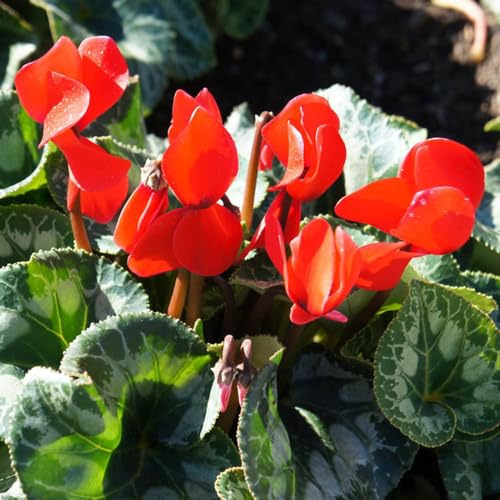 Alpenveilchen dachbegrünung kletterpflanze frühlingsblumen büropflanzen biosaatgut blumensaat gartenblumen mehrjährig winterhart balkongewächshäuser blumenwiesensaat blumensamen kaufen 85samen