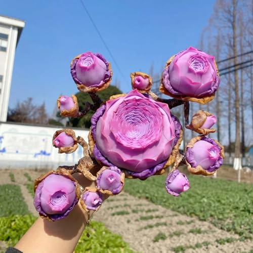 semi succulenti resistenti, succulente, selvatici perenni da balcone 120pcs