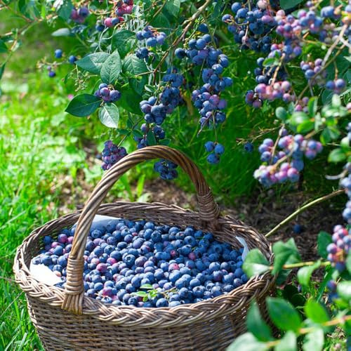 arándanos Cultivo de verdes, de interior, arándanos - arándano -, balcón, columnaress rápido crecimiento los amantes la 300semillas