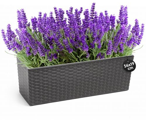 KONZEPT Hochwertige Blumenkasten Rattan-Optikin in Graphit, rechteckig 56 x 19 cm, Balkonkasten ideal fur Balkon, Terrasse, Fensterbank