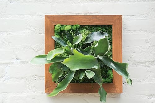 SuperMoss (90472 Farn-Set zum Selbermachen, gestalten Sie Ihre eigene Wohnwandkunst, anpassbarer Holzrahmen mit Moos, ideal für Innen- und Außenbereich, Pflanzendekoration, Küche, Balkon und Heimbüro,