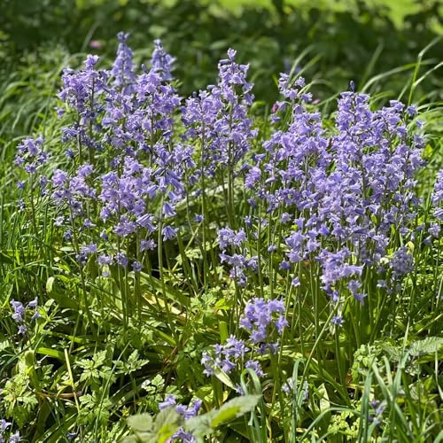 Semillas de campanilla azul, perennes resistentes Hyacinthoides non-scripta, semillas de silvestres 450pcs