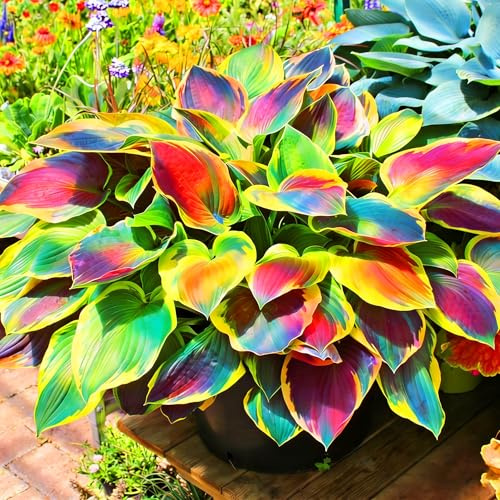 Mixrug Hosta Seeds for Planting, 230+pcs Rare Perennial Hosta Flower Seeds, Non-GMO Heirloom Long Blooming Plants Shaded Entry Pathway Flowers for Garden Outdoors