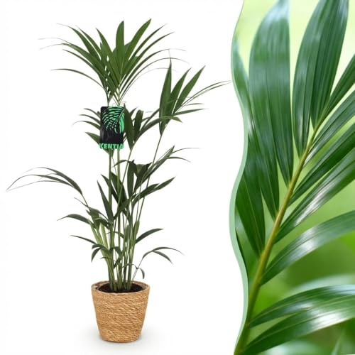 Green boutiQ - Plante d'intérieur - Howea Forsteriana - Palmier Kentia - Peu d'entretien - Vert - 1 Plante - avec Panier - Pot 21cm - Hauteur 120-130cm
