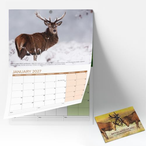 2027 British Wildlife Calendar UK A4 Wall Calendar | Month to View Wall Calendar with Beautiful British Animal Photography | Paper Hanging (1, BRITISH WILD LIFE)