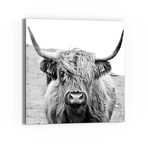 DEQORI Glasbild Echtglas | Motiv Zotteliges Hochlandrind | quadratisch einteilig 50x50 cm | schöne Dekoration | Wandbild für Wohnzimmer, Schlafzimmer, Flur & Küche | moderne Wanddeko