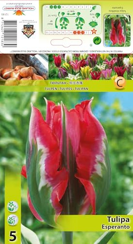 Tulpenzwiebeln : Viridiflora Tulpe  Esperanto  5 Blumenzwiebeln