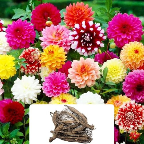 2 Decorative Dahlia Tubers – Vibrant Summer Blooms for Your Garden – Perfect for UK Climate – Ready to Plant Now