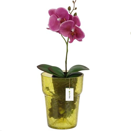 botle Pot de fleurs, pot de fleurs en verre, pour orchidées, pot d'orchidée, diamètre 15,5 cm, hauteur 18 cm, jaune, structure en toile d'araignée, grand avec gestion de l'eau régulatrice de la pièce,