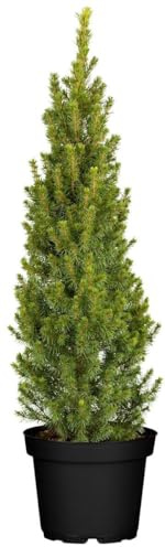 Zuckerhutfichte Picea glauca Conica 60-70 cm Konifere winterhart | Kompakter Wuchs, ideal für Balkon und Terrasse, dekorative Kegelform, langsam wachsend, robust