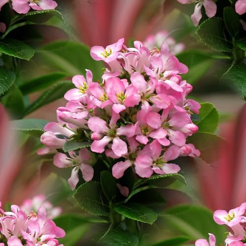 Plant Theory Pink Elle Escallonia Escallonia Laevis Shrub Plant 2L Pot