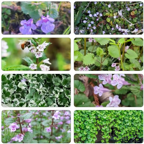 hiedra terrestre de balcón primavera semillas de prados silvestres jardín primavera perennes resistentes para pleno sol semillas decoración 60pcs