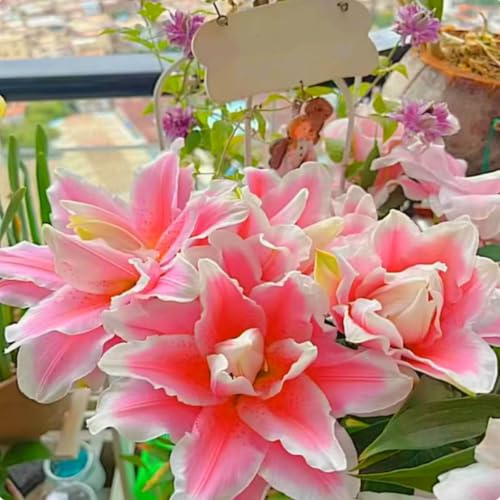 Giglio doppio profumato di alta qualità, bulbo resistente, perenne, profumato per il giardino e la decorazione d'interni-10 Bulbos-I