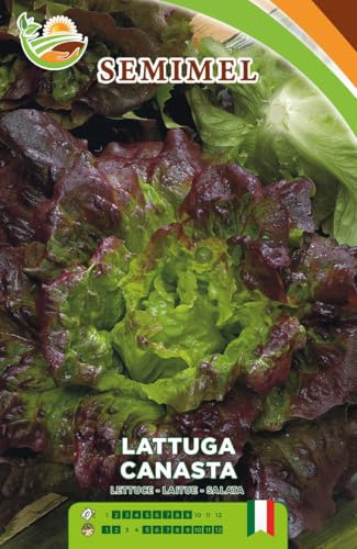 Lattuga Canasta - Semi di Lattuga a Cespo Voluminoso, Facile Coltivazione da Marzo a Maggio, Foglie Croccanti e Saporite 1 confezione