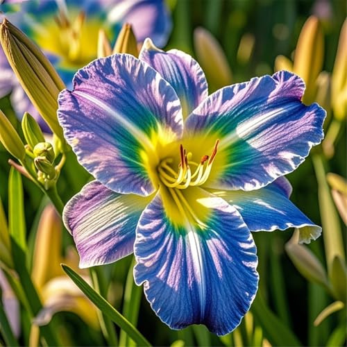 Taglilien-Rhizome zum Anpflanzen/winterhart mehrjährig/Schnellwachsend/Lange Blütezeit/Hochwertig, gemischt/selten/sorgfältig ausgewählt-6Rhizome-E