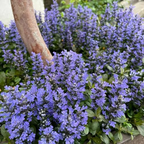 Semi di Ajuga reptans strisciante, semi di farfalle regali per gli amanti del giardino autunnali resistenti estivi decorazione floreale regali per giardinieri 600pcs
