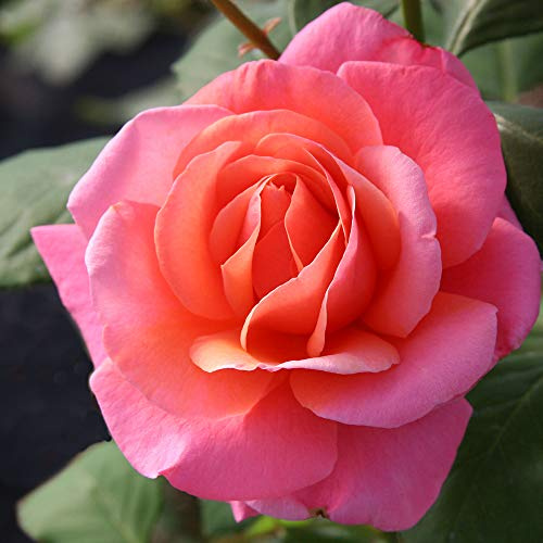 Heirloom Hybrid Tea Roses, Live Own Root Plant for Outdoor Garden, Fragrant Hour, Very Fragrant, Hardiness Zones: 6-10, Repeat Blooming
