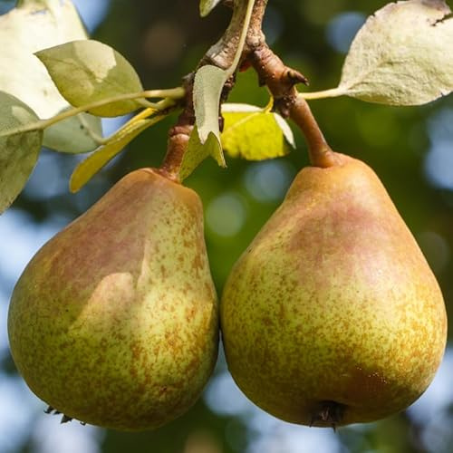 Pyrus Communis Doyenné Du Comice - Poirier 120 cm en Pot - Plante En Pot - Floraison Mars - Avril - Hauteur 120cm