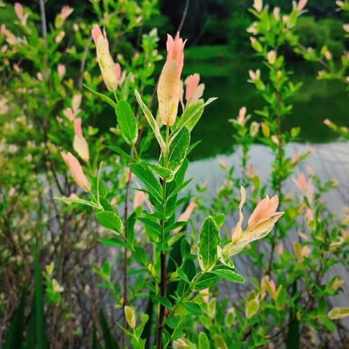 Semillas de tallo de sauce arlequín, para lugares soleados Salix integra, Decoración de jardín para exteriores arbustos semillas raras jardín de arbustos 200pcs