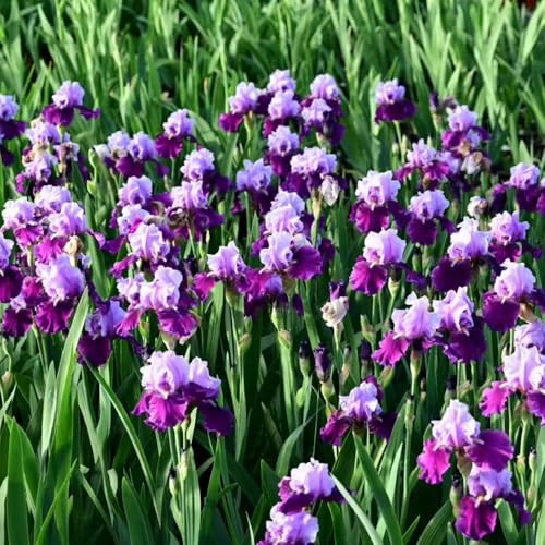 Bulbi di iris - resistenti per giardini rocciosi resistenti in vaso da esterno bulbi di da giardino copertura del terreno serre balcone iris, decorazioni giardino 3pcs
