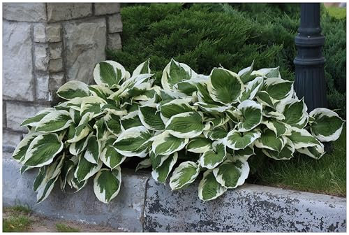 1 x Hosta x fortunei 'Patriot' im 1 Liter Topf (Staude/Winterhart/Bodendecker/Mehrjährig) Weißrand-Funkie, Herzblatt-Lilie - Klare Kontraste für lebendige Schattenbeete - von Stauden Gänge