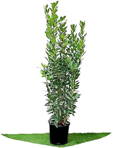 Laurel Natural Árbol de Exterior Originario de la Zona Mediterránea