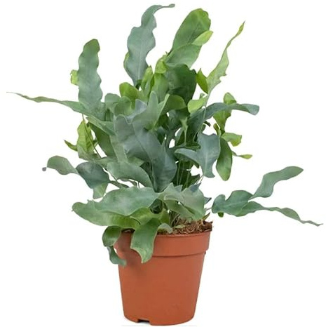 Helecho Azul - Planta de Interior Natural y Exótica
