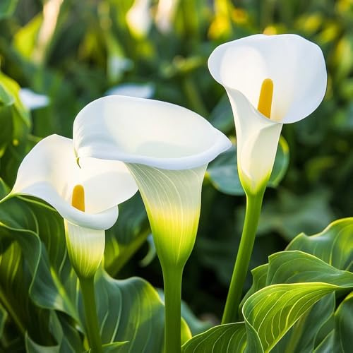 6bulbi di calla perenni resistenti - giardino, forniture da giardino di calle, balcone, crescita regali sostenibili, decorazioni decorazione