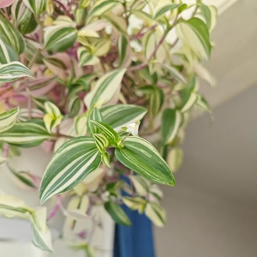 grünlilie chlorophytum comosum gartendeko für draußen dekopflanzen grünlilien balkon winterharte kübelpflanzen seltene hochbeet bonsai luftreinigende zimmerpflanzen büropflanzen 600samen