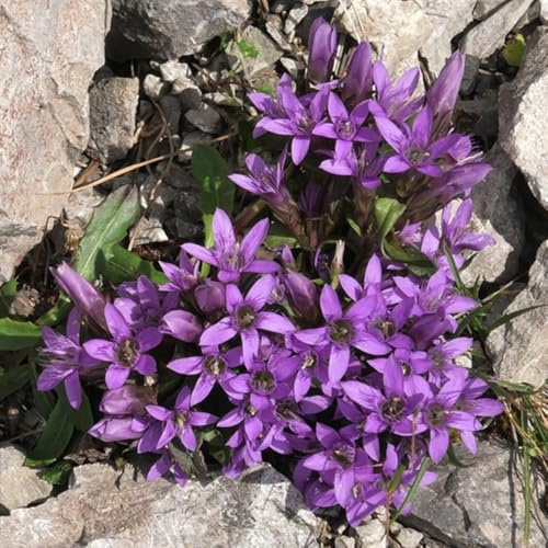 Enzian indoor garten gartenblumen wildkräuter winterharte stauden für pralle sonne gartensamen bonsai topf wildblumensamen blumensamen balkon topfpflanze schnittblumen dekopflanzen 200samen