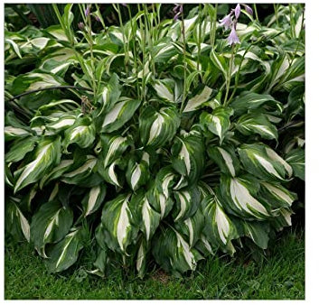 Potted 1 Litre Hosta Mediovariegata Plantain Lily Hardy Garden Perennial Plant : - by GARTHWAITE NURSERIES® : - UK Stockist