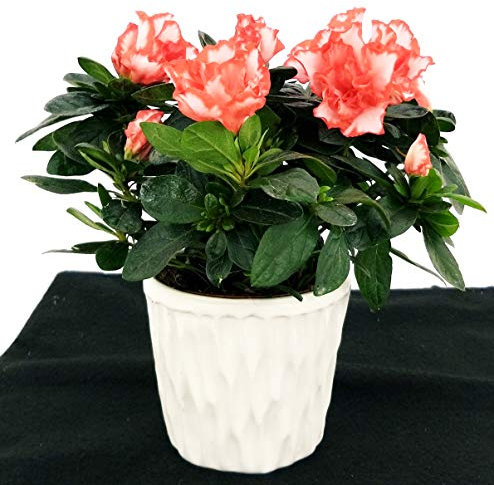 POWERS TO FLOWERS - AZALEA MATISS IN VASO CERAMICA BIANCO, pianta da interno/esterno, pianta vera