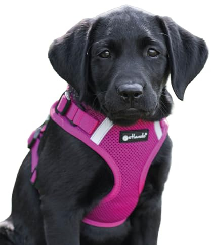 Petlando Hundegeschirr Mesh Vest, leichtes Brustgeschirr aus weichem Mesh & Nylon, stufenlos verstellbar, reflektierend mit 2 D-Ringen, Fuchsia M, Welpengeschirr