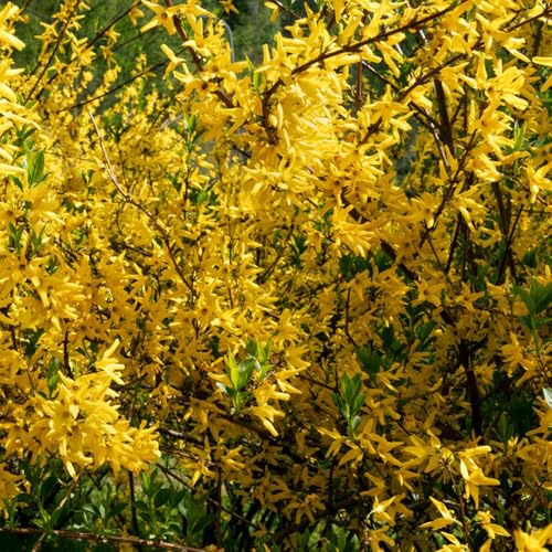 semillas de forsitia - raras, jardín resistentes balcón perenne variedades 300pcs