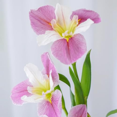 Bulbi di iris - resistenti iris, primaverili da giardino resistenti per giardini rocciosi esotico bulbi di serre da balcone balcone in vaso esterno 2pcs