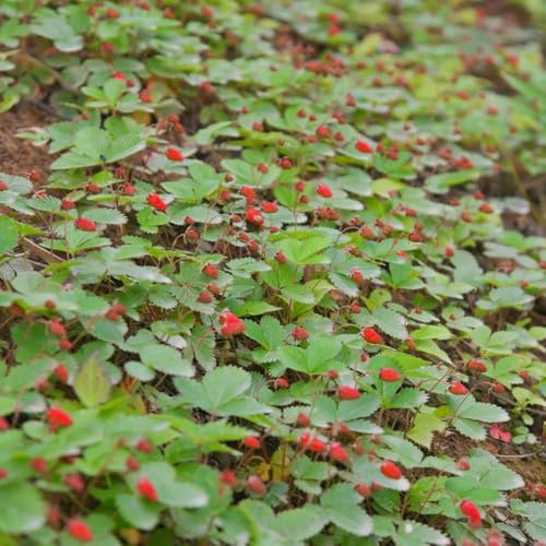 semillas de fresa silvestre - Jardín con parterre elevado en el balcón fresa silvestre jardín trepadoras balcón resistentes en invernadero interior 800pcs