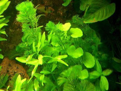 3 Bunde Wasserpest, 5-6 Pflanzen,Aquarium, Teich