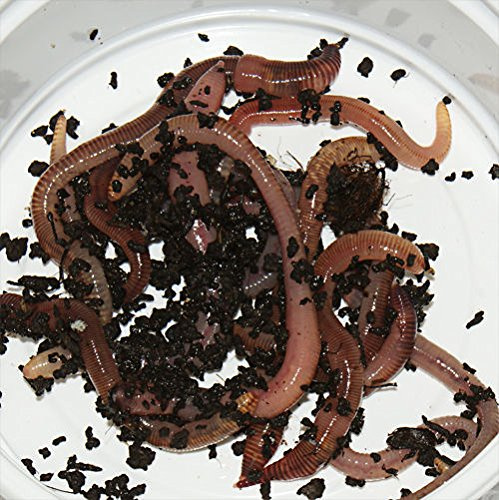 30 Stück groß Rotwurm Dendrobena Angelköder Kompostwürmer Angelwurm