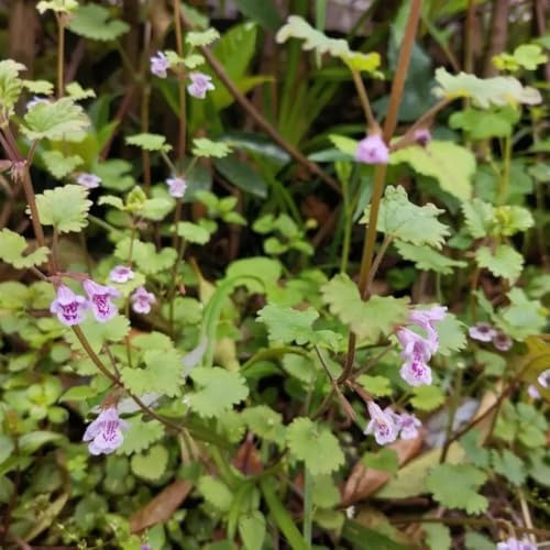semillas de hiedra terrestre, glechoma hederacea, balcón jardín de hiedra terrestre resistentes para, jardín 300pcs