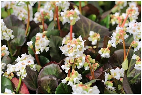 Stauden Gänge Bergenia cordifolia 'Silberlicht' (Winterhart/Stauden/Staude/Mehrjährig/Immergrün/Bodendecker) Bergenie - Ein echtes Highlight für moderne Gartenbilder - Bienenfreundlich (3)