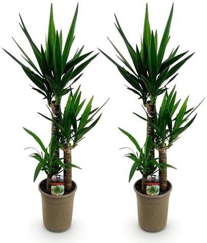 Green boutiQ - Plante d'intérieur - Yucca elephantipes - Yucca - Peu d'entretien - Vert - 2 - Pot 21cm - Hauteur 100cm